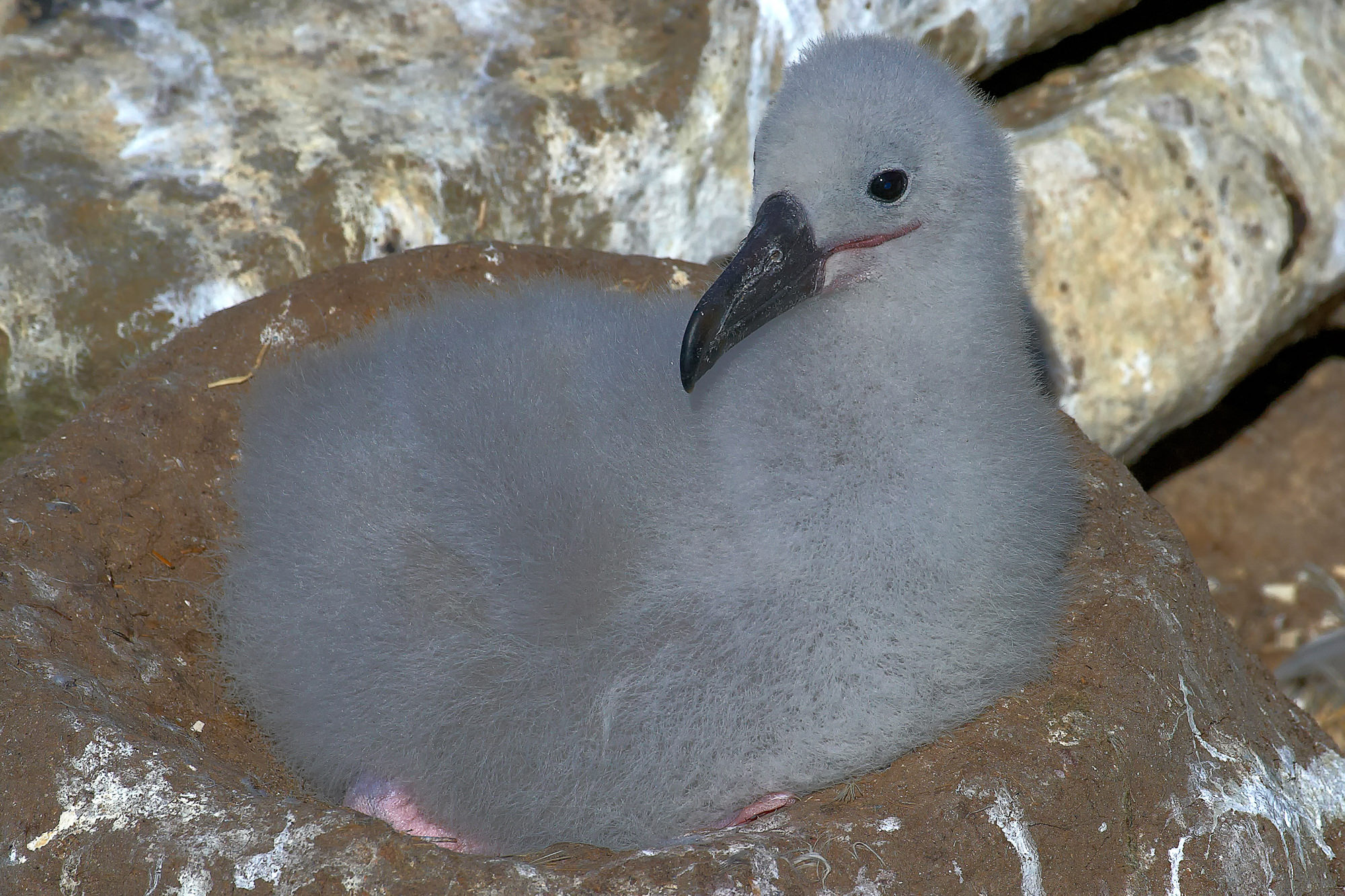 Schwarzbrauen Albatros Küken